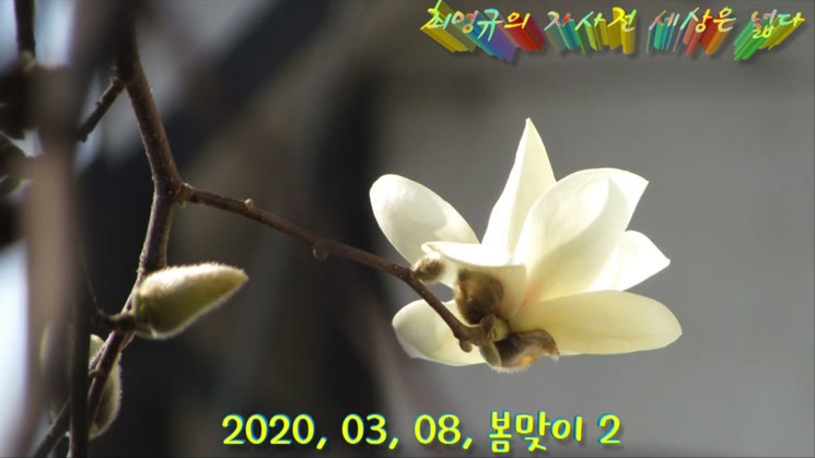 봄맞이 2 (2020,03,08, 중앙공원,호수공원)