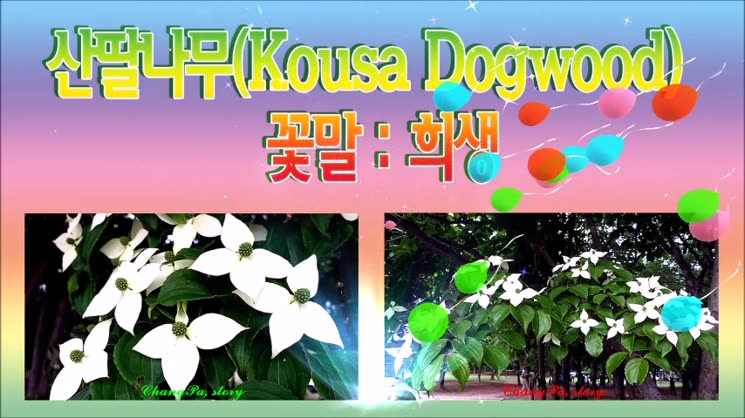 산딸나무(Kousa Dogwood) 꽃 피는 부평공원  