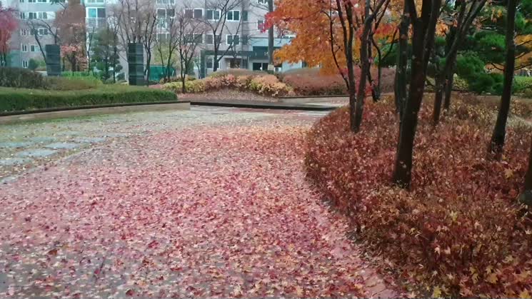 비오는 가을