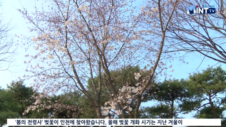 아름다운 인천 벚꽃길 따라 봄나들이 가세요
