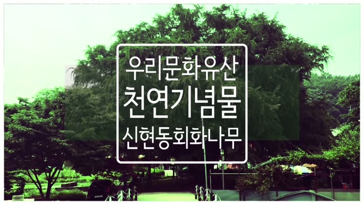 [영상왕] 천연기념물, 신현동 회화나무 