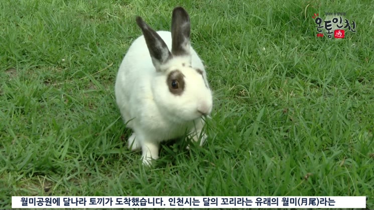올 여름은 월미공원에서 달나라 토끼와 놀자!